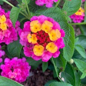 Meet your Posher, Josephine